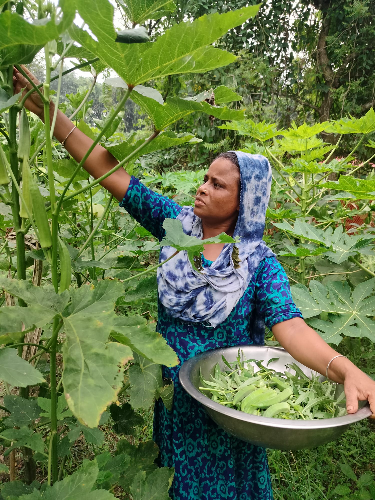 Kitchen Garden image 6