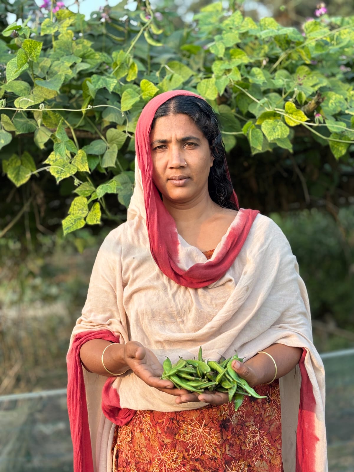 Kitchen Garden image 2